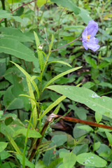 Solanum vescum