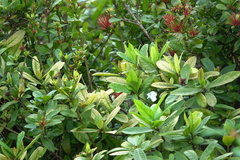 Ixora chinensis