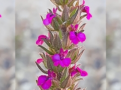 Muraltia squarrosa