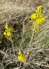 Bulbine cepacea