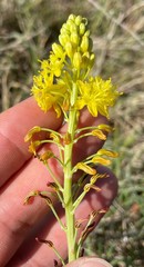 Bulbine cepacea