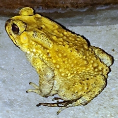 Duttaphrynus melanostictus