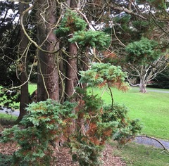 Chamaecyparis pisifera