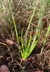 Bulbine cepacea
