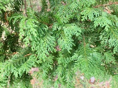 Chamaecyparis pisifera