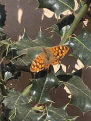 Pararge aegeria