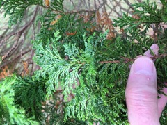 Chamaecyparis pisifera