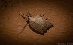 Arachnographa micrastrella