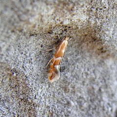 Phyllonorycter salicicolella
