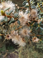Olearia solandri