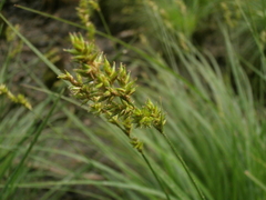 Carex elongata
