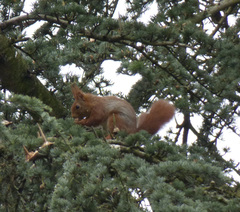 Sciurus vulgaris