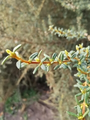 Olearia solandri