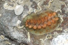 Cryptoconchus porosus