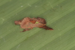 Euclea mesoamericana