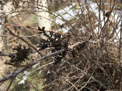 Phragmidium devastatrix