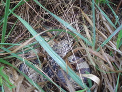 Pituophis melanoleucus