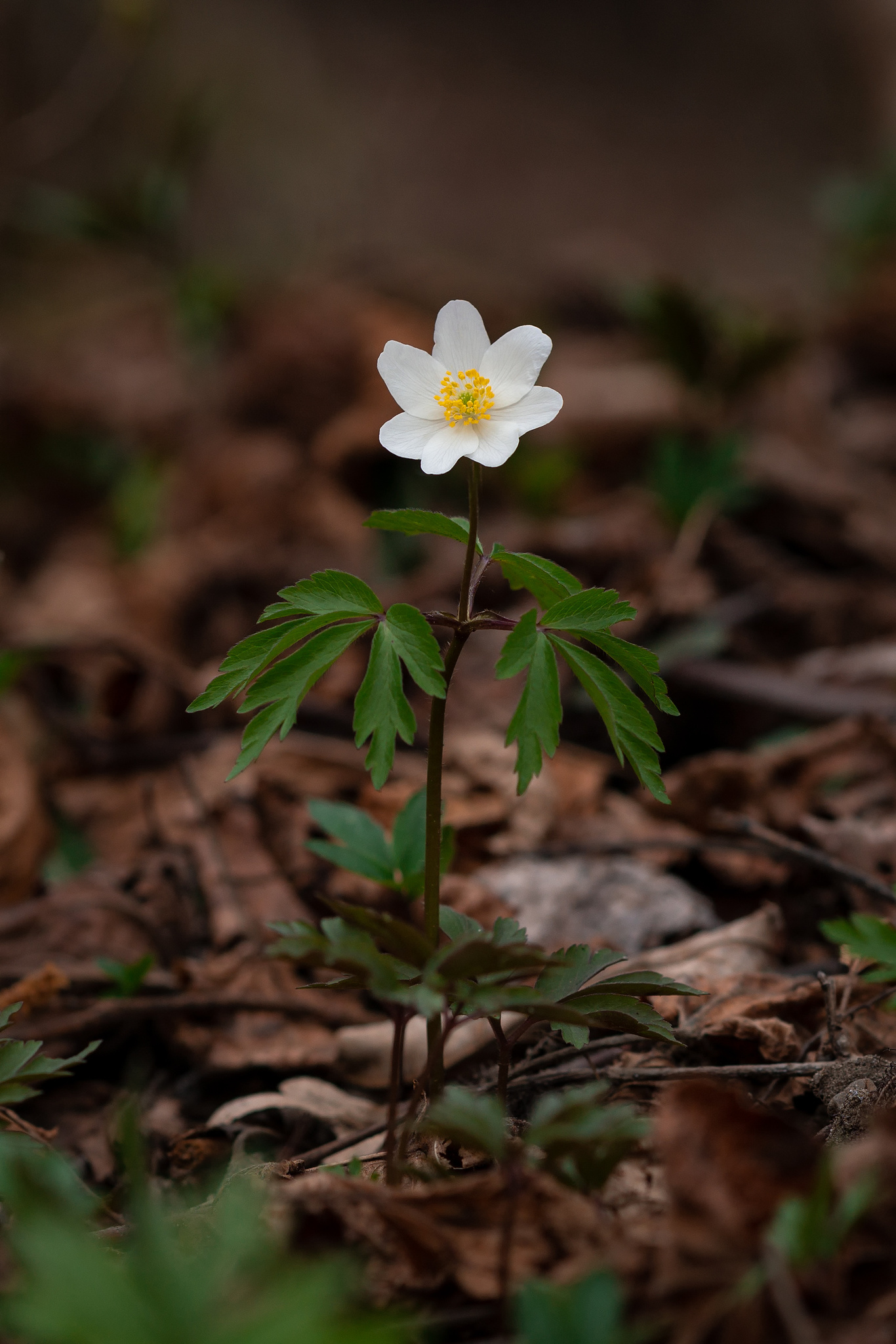 Anemone nemorosa