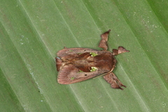 Euclea mesoamericana