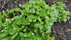 Ullucus tuberosus