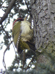Picus viridis