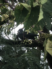 Ducula whartoni
