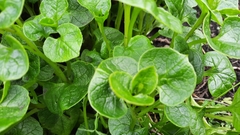 Ullucus tuberosus