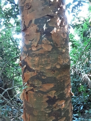 Commiphora harveyi