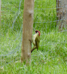 Picus viridis