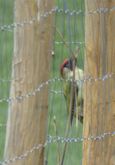 Picus viridis