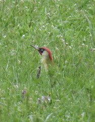 Picus viridis
