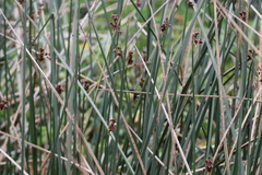 Tachuris rubrigastra