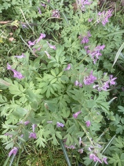 Corydalis solida