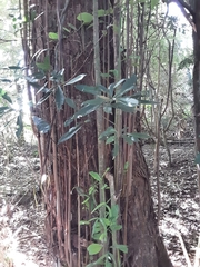 Margaritaria discoidea