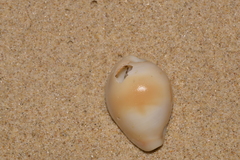 Erronea subviridis