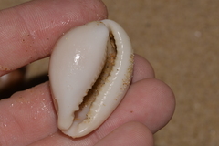 Erronea subviridis