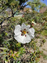 Cistus ladanifer