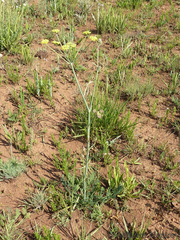 Afrosciadium magalismontanum