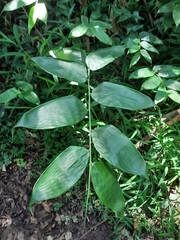 Olyra latifolia