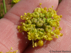 Afrosciadium magalismontanum