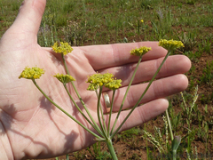 Afrosciadium magalismontanum