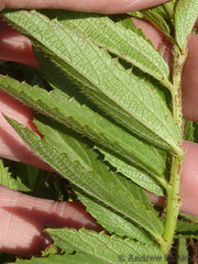 Acalypha angustata
