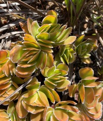 Crassula fallax