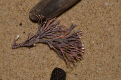 Amphiroa anceps