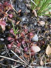 Drosera uniflora