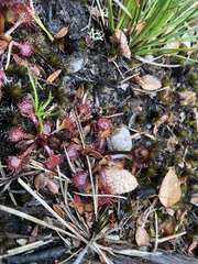 Drosera uniflora