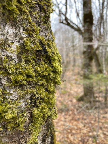 Homalotheciella