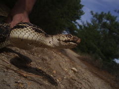 Pituophis melanoleucus melanoleucus