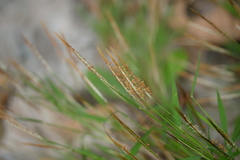 Pogonatherum paniceum