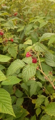 Rubus idaeus